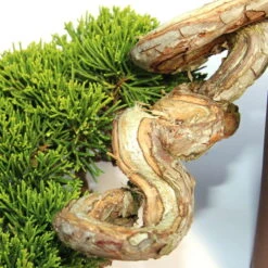Chinesischer Wacholder, Bonsai, 20 Jahre, 19cm -Pflanzen-Bonsai-Shop ojunchi201 103