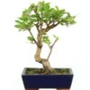 Japanischer Bergapfel, Bonsai, 9 Jahre, 43cm -Pflanzen-Bonsai-Shop omaltor092 07