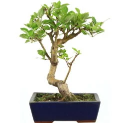 Japanischer Bergapfel, Bonsai, 9 Jahre, 43cm