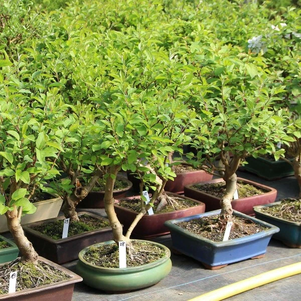 Japanischer Bergapfel, Bonsai, 9 Jahre, 43cm 4 Japanischer Bergapfel, Bonsai, 9 Jahre, 43cm – Bild 2