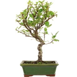 Japanischer Bergapfel, Bonsai, 9 Jahre, 48cm