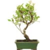 Japanischer Bergapfel, Bonsai, 9 Jahre, 49cm 1 Japanischer Bergapfel, Bonsai, 9 Jahre, 49cm -Pflanzen-Bonsai-Shop omaltor092 49