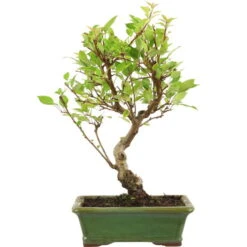 Japanischer Bergapfel, Bonsai, 9 Jahre, 49cm