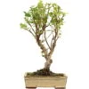 Japanischer Bergapfel, Bonsai, 9 Jahre, 51cm 1 Japanischer Bergapfel, Bonsai, 9 Jahre, 51cm -Pflanzen-Bonsai-Shop omaltor093 05