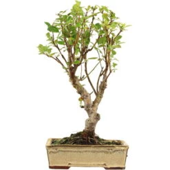 Japanischer Bergapfel, Bonsai, 9 Jahre, 51cm