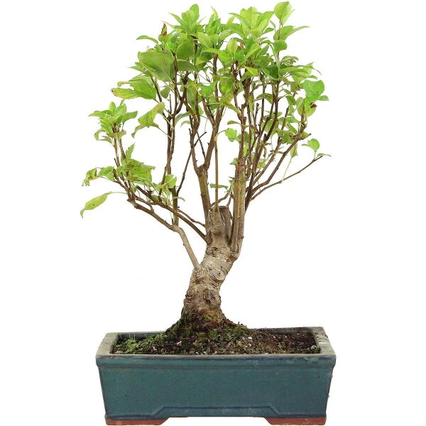 Japanischer Bergapfel, Bonsai, 9 Jahre, 44cm 3 Japanischer Bergapfel, Bonsai, 9 Jahre, 44cm