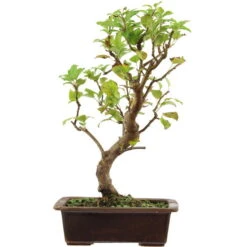 Japanischer Bergapfel, Bonsai, 9 Jahre, 46cm