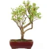 Japanischer Bergapfel, Bonsai, 9 Jahre, 52cm -Pflanzen-Bonsai-Shop omaltor093 25
