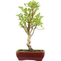 Japanischer Bergapfel, Bonsai, 9 Jahre, 53cm