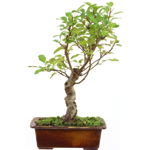 Japanischer Bergapfel, Bonsai, 9 Jahre, 47cm 3 Japanischer Bergapfel, Bonsai, 9 Jahre, 47cm