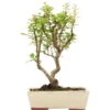 Japanischer Bergapfel, Bonsai, 9 Jahre, 42cm -Pflanzen-Bonsai-Shop omaltor093 73