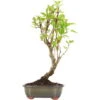 Japanischer Bergapfel, Bonsai, 9 Jahre, 58cm -Pflanzen-Bonsai-Shop omaltor093 82