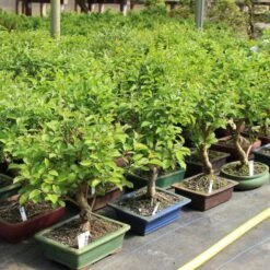 Japanischer Bergapfel, Bonsai, 9 Jahre, 58cm 7 Japanischer Bergapfel, Bonsai, 9 Jahre, 58cm -Pflanzen-Bonsai-Shop omaltor093 823