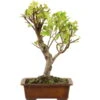 Japanischer Bergapfel, Bonsai, 9 Jahre, 45cm -Pflanzen-Bonsai-Shop omaltor093 84
