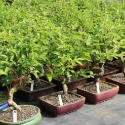 Japanischer Bergapfel, Bonsai, 9 Jahre, 45cm -Pflanzen-Bonsai-Shop omaltor093 842