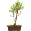 Japanischer Bergapfel, Bonsai, 9 Jahre, 50cm 1 Japanischer Bergapfel, Bonsai, 9 Jahre, 50cm -Pflanzen-Bonsai-Shop omaltor093 91