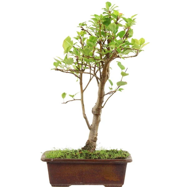Japanischer Bergapfel, Bonsai, 9 Jahre, 50cm 3 Japanischer Bergapfel, Bonsai, 9 Jahre, 50cm