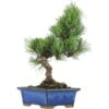 Japanische Mädchenkiefer, Bonsai, 9 Jahre, 31cm 1 Japanische Mädchenkiefer, Bonsai, 9 Jahre, 31cm -Pflanzen-Bonsai-Shop opinpar091 22