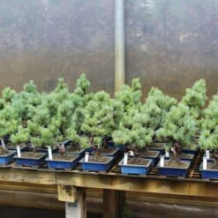 Pflanzen-Bonsai-Shop -Pflanzen-Bonsai-Shop opinpar091 222