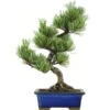 Japanische Mädchenkiefer, Bonsai, 9 Jahre, 35cm -Pflanzen-Bonsai-Shop opinpar091 26