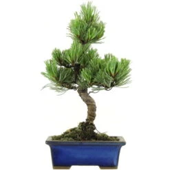 Japanische Mädchenkiefer, Bonsai, 9 Jahre, 34cm