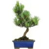 Japanische Mädchenkiefer, Bonsai, 9 Jahre, 33cm -Pflanzen-Bonsai-Shop opinpar091 37