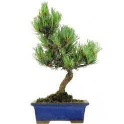 Japanische Mädchenkiefer, Bonsai, 9 Jahre, 33cm