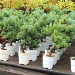 Pflanzen-Bonsai-Shop -Pflanzen-Bonsai-Shop opinpar092 022