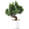 Japanische Mädchenkiefer, Bonsai, 9 Jahre, 34cm -Pflanzen-Bonsai-Shop opinpar092 12