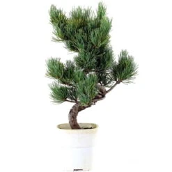 Japanische Mädchenkiefer, Bonsai, 9 Jahre, 40cm