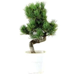 Japanische Mädchenkiefer, Bonsai, 9 Jahre, 36cm