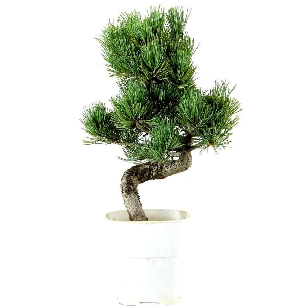 Japanische Mädchenkiefer, Bonsai, 9 Jahre, 36cm 3 Japanische Mädchenkiefer, Bonsai, 9 Jahre, 36cm