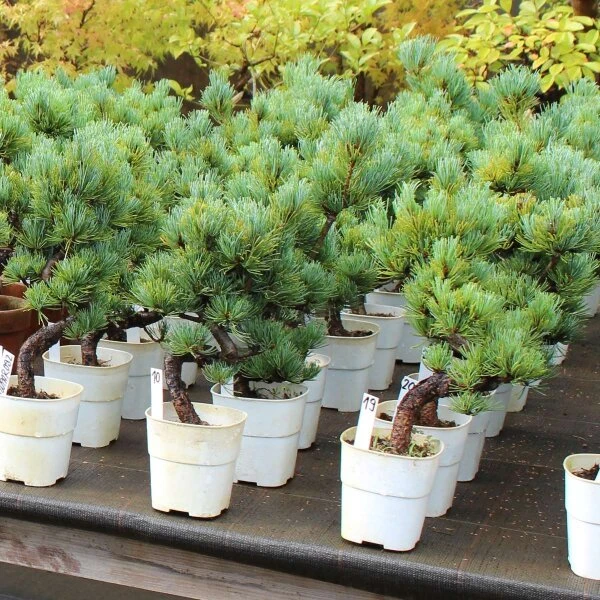 Japanische Mädchenkiefer, Bonsai, 9 Jahre, 36cm 4 Japanische Mädchenkiefer, Bonsai, 9 Jahre, 36cm – Bild 2