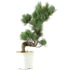 Japanische Mädchenkiefer, Bonsai, 9 Jahre, 40cm