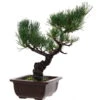 Japanische Mädchenkiefer, Bonsai, 14 Jahre, 36cm -Pflanzen-Bonsai-Shop opinpar141 18