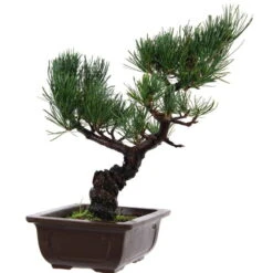 Japanische Mädchenkiefer, Bonsai, 14 Jahre, 36cm
