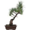 Japanische Mädchenkiefer, Bonsai, 14 Jahre, 47cm 2 Japanische Mädchenkiefer, Bonsai, 14 Jahre, 47cm -Pflanzen-Bonsai-Shop opinpar141 24