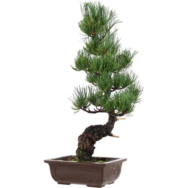 Japanische Mädchenkiefer, Bonsai, 14 Jahre, 51cm 3 Japanische Mädchenkiefer, Bonsai, 14 Jahre, 51cm