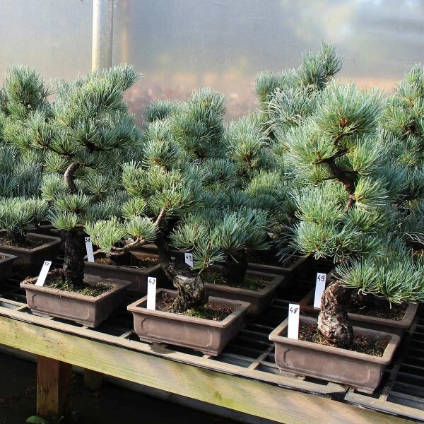 Japanische Mädchenkiefer, Bonsai, 14 Jahre, 51cm 4 Japanische Mädchenkiefer, Bonsai, 14 Jahre, 51cm – Bild 2