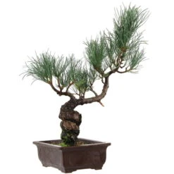 Japanische Mädchenkiefer, Bonsai, 14 Jahre, 43cm