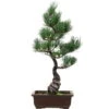 Japanische Mädchenkiefer, Bonsai, 14 Jahre, 48cm 1 Japanische Mädchenkiefer, Bonsai, 14 Jahre, 48cm -Pflanzen-Bonsai-Shop opinpar141 54