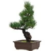 Japanische Mädchenkiefer, Bonsai, 14 Jahre, 40cm -Pflanzen-Bonsai-Shop opinpar141 64