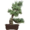 Japanische Mädchenkiefer, Bonsai, 16 Jahre, 49cm -Pflanzen-Bonsai-Shop opinpar161 13