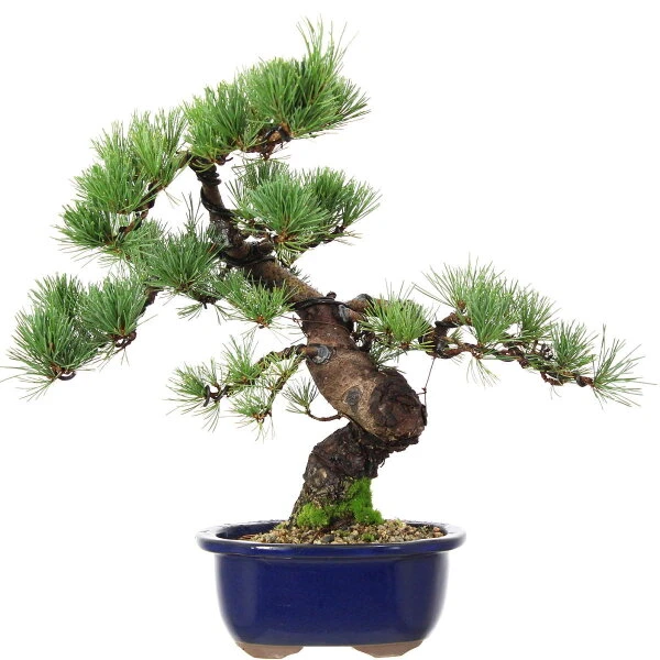 Japanische Mädchenkiefer, Bonsai, 18 Jahre, 44cm 3 Japanische Mädchenkiefer, Bonsai, 18 Jahre, 44cm