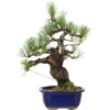 Japanische Mädchenkiefer, Bonsai, 18 Jahre, 43cm -Pflanzen-Bonsai-Shop opinpar181 11