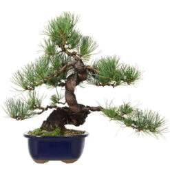 Japanische Mädchenkiefer, Bonsai, 18 Jahre, 42cm
