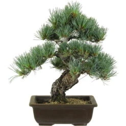 Japanische Mädchenkiefer, Bonsai, 20 Jahre, 41cm