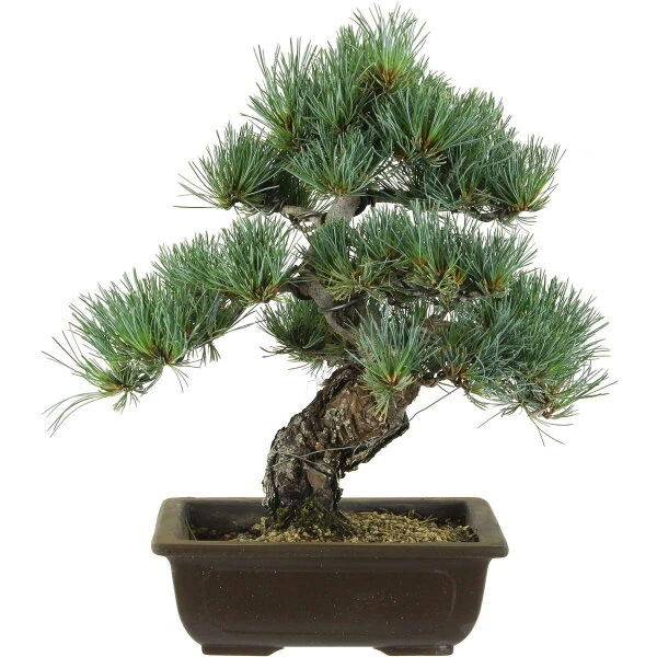 Japanische Mädchenkiefer, Bonsai, 20 Jahre, 41cm 3 Japanische Mädchenkiefer, Bonsai, 20 Jahre, 41cm