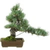 Japanische Mädchenkiefer, Bonsai, 20 Jahre, 40cm 2 Japanische Mädchenkiefer, Bonsai, 20 Jahre, 40cm -Pflanzen-Bonsai-Shop opinpar201 09
