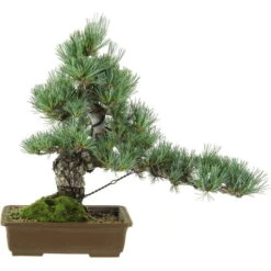 Japanische Mädchenkiefer, Bonsai, 20 Jahre, 40cm